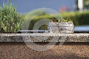 Decorative plants in pots on a stone wall, close-up