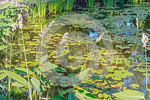 Decorative pond at sunset in the park