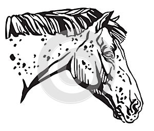 Decorative portrait of Appaloosa horse vector illustration