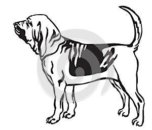 Decorative portrait of Bloodhound Dog vector illustration