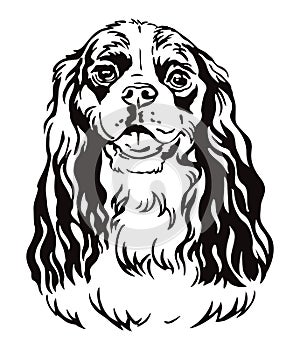 Decorative portrait of Cavalier King Charles Spaniel vector illustration