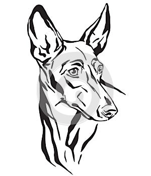 Decorative portrait of Cirneco dell`Etna Dog vector illustration photo