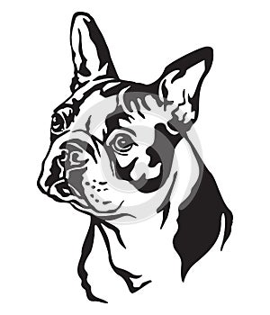 Decorative portrait of Dog Boston terrier vector illustration