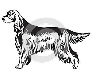 Decorative portrait of Dog Gordon Setter vector illustration