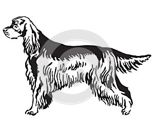 Decorative portrait of Dog Gordon Setter vector illustration photo