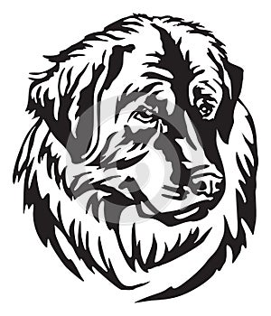 Decorative portrait of Dog Leonberger vector illustration photo