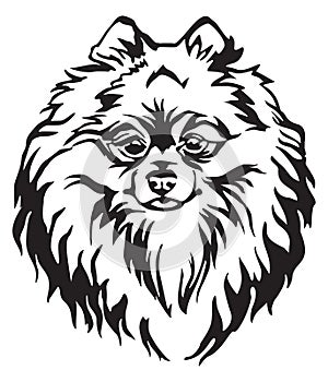 Decorative portrait of Dog Pomeranian Spitz vector illustration