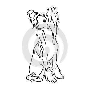 Decorative portrait of standing in profile Chinese Crested Dog, vector isolated illustration in black color on white