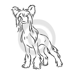 Decorative portrait of standing in profile Chinese Crested Dog, vector isolated illustration in black color on white