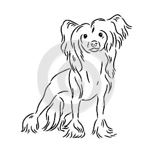 Decorative portrait of standing in profile Chinese Crested Dog, vector isolated illustration in black color on white