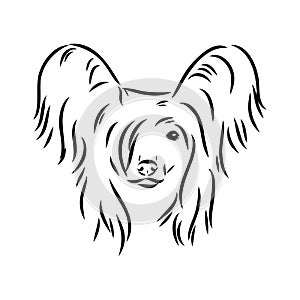 Decorative portrait of standing in profile Chinese Crested Dog, vector isolated illustration in black color on white