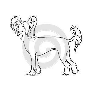 Decorative portrait of standing in profile Chinese Crested Dog, vector isolated illustration in black color on white