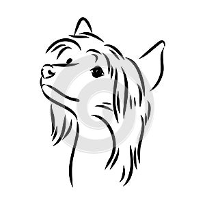 Decorative portrait of standing in profile Chinese Crested Dog, vector isolated illustration in black color on white