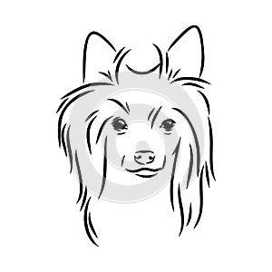 Decorative portrait of standing in profile Chinese Crested Dog, vector isolated illustration in black color on white