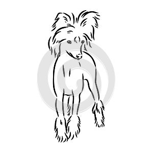 Decorative portrait of standing in profile Chinese Crested Dog, vector isolated illustration in black color on white