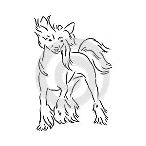Decorative portrait of standing in profile Chinese Crested Dog, vector isolated illustration in black color on white