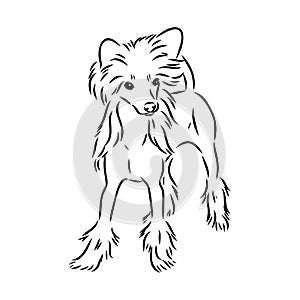 Decorative portrait of standing in profile Chinese Crested Dog, vector isolated illustration in black color on white