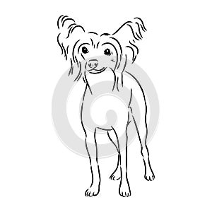 Decorative portrait of standing in profile Chinese Crested Dog, vector isolated illustration in black color on white