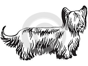Decorative standing portrait of Skye Terrier vector illustration photo