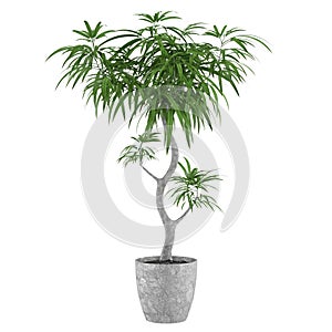 Decorative pot plant palm