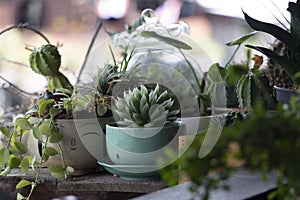 Decorative pot plants on wooden veranda