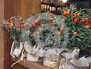 Decorative pots with ornamental coral nightshade (solanum pseudo