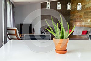 Decorative potted aloes plant over a counter  in the living room of a modern house