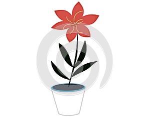 Decorative potted plant. Houseplant with red flower, black leaves in white pot. Floral decoration