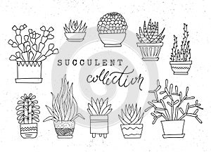 Decorative potted succulents. Vector set of hand-drawn sketched elements