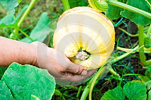 Decorative pumpkin Cucurbita on hand of farmer