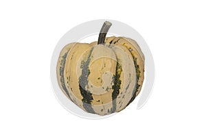 Decorative pumpkin isolated on white