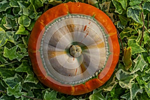 Decorative pumpkin on ivy leaves background.