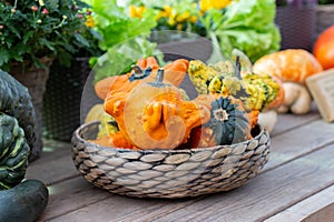 Decorative pumpkin in the shape of star in a wicker basket, still life postcard autumn harvest. Vivid orange pumpkin at the