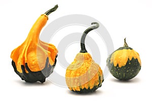 Decorative pumpkins Cucurbita L.