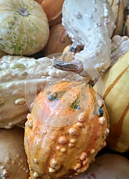 decorative pumpkins in fallseason photo