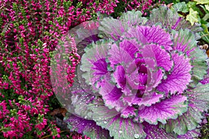 Decorative purple cabbage. blooms very beautifully in autumn and adorns flower beds. Brassica oleracea var. acephala