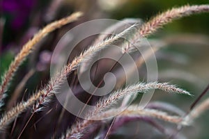 Decorative Purple Fountain Grass. Pennisetum Setaceum Rubrum. Natural background