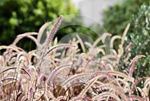 Decorative Purple Fountain Grass. Pennisetum Setaceum Rubrum. Natural background