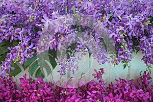Decorative purple orchid flowers with green fern ornamental  and colorful inflorescence pink  dendrobium patterns blooming on