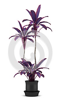 Decorative purple plant in pot isolated on white