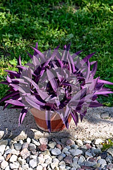 Decorative purple tradescantia in a flower pot.Close-up