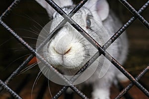 Decorative rabbit close-up in cage at animal farm. The muzzle is sticking out of the cage