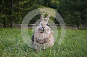 The decorative rabbit photo