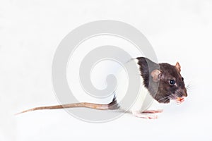 Decorative rat eats a treat close-up. Isolated on a white background