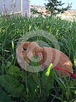 Red fold rabbit in green grass