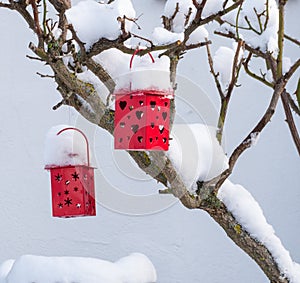 Decorative red lanterns with hearts on a snow covered rose bush in winter