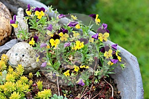 Decorative rock with funny face and carved dry squash next to Sedum plants and Wild pansy flowers in corner of wheelbarrow garden