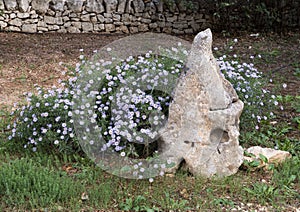 Decorative Rock and purple Aster bush at Masseria Il Frantoio, Southern Italy photo