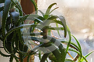 Decorative room aloe against window, close-up in selective focus