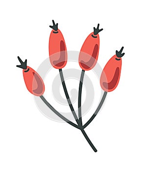 Decorative rose hip berries bunch